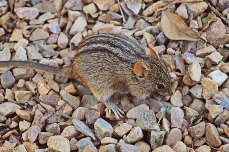 Free stock image of Mouse created by Pixabay