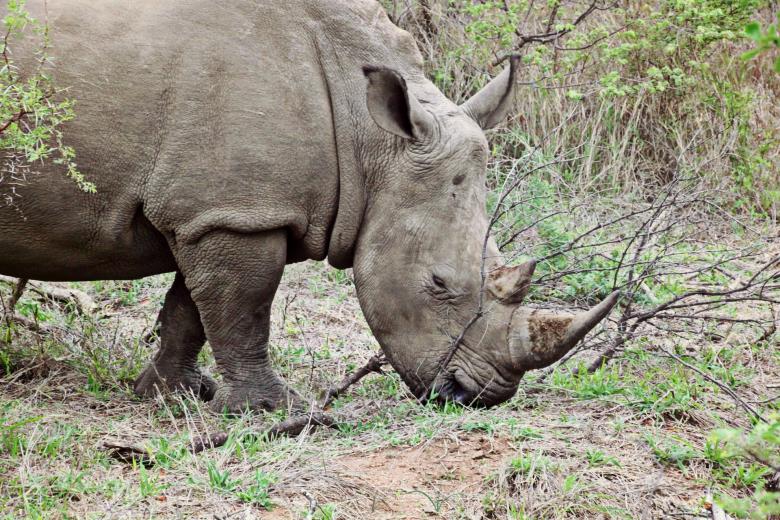 Free stock image of Wild Rhino created by Pixabay