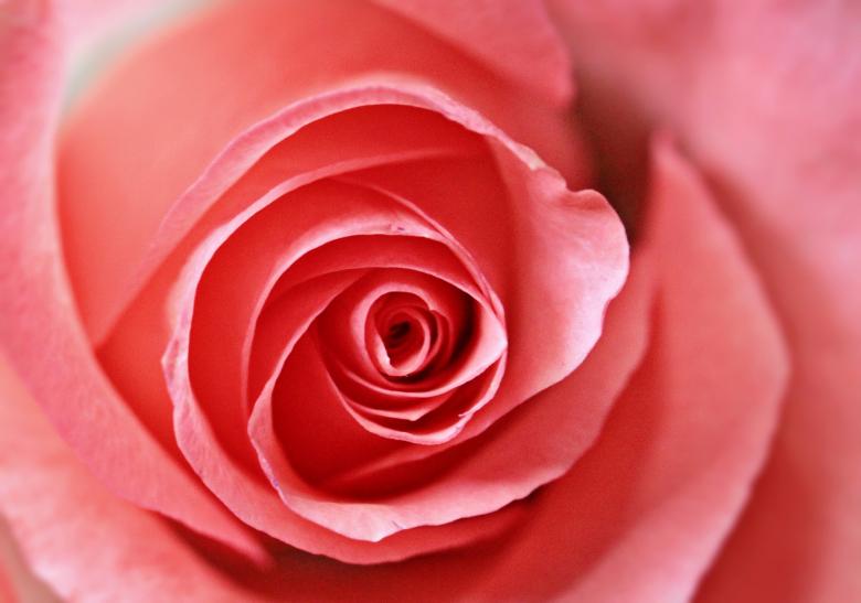 Free stock image of Fresh Rose created by Pixabay