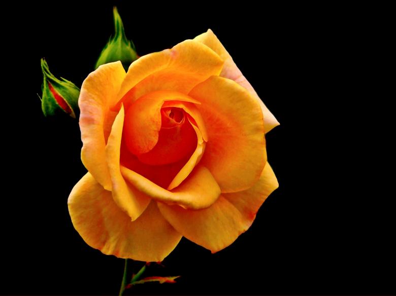 Free stock image of Rose created by Pixabay