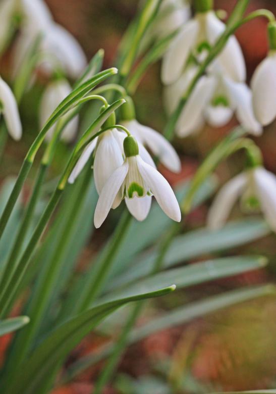 Free stock image of Snowdrop created by Pixabay