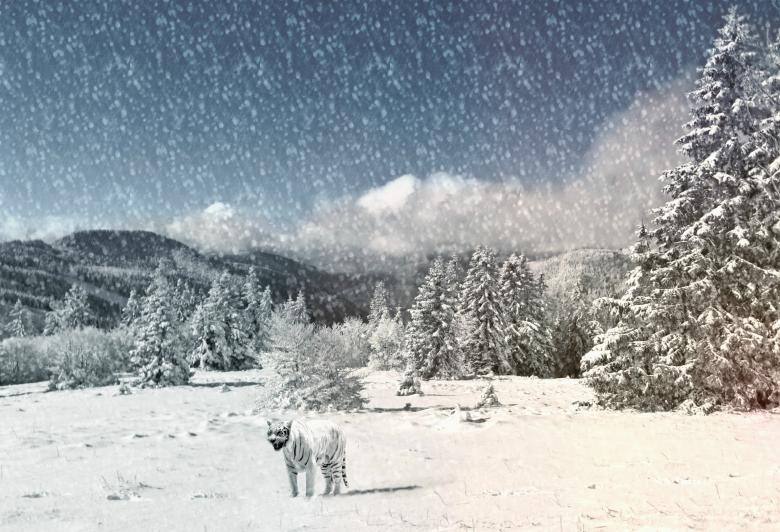 Free stock image of Tiger in Winter created by Pixabay
