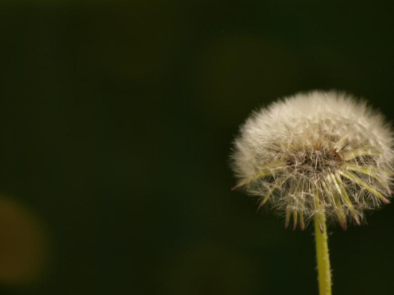 Free stock image of Dandellion created by Marko Mäkinen