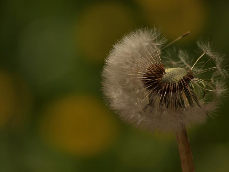 Free stock image of Dandellion created by Marko Mäkinen