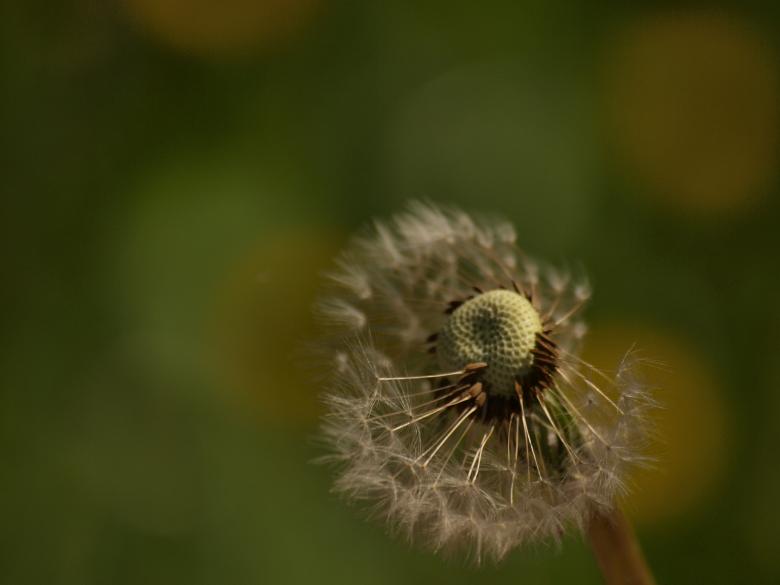 Free stock image of Dandellion created by Marko Mäkinen