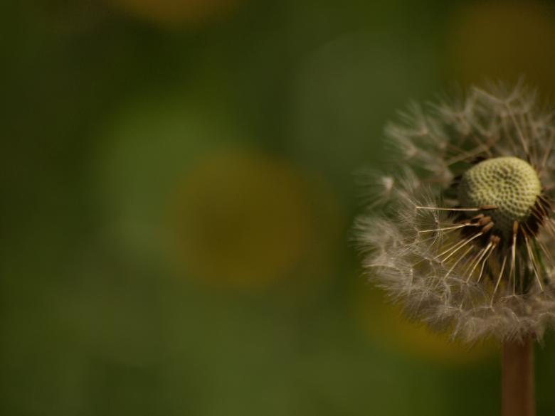 Free stock image of Dandellion created by Marko Mäkinen
