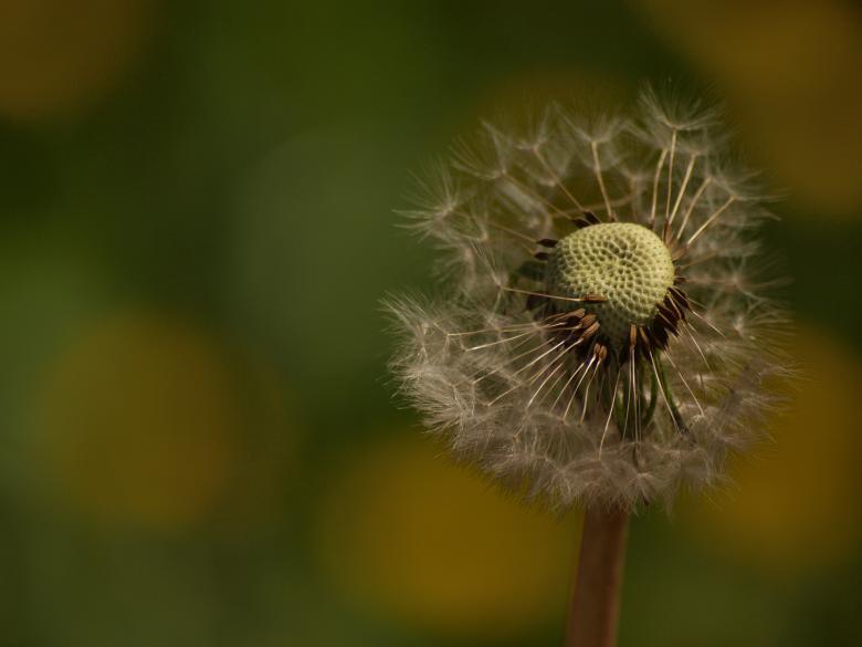 Free stock image of Dandellion created by Marko Mäkinen