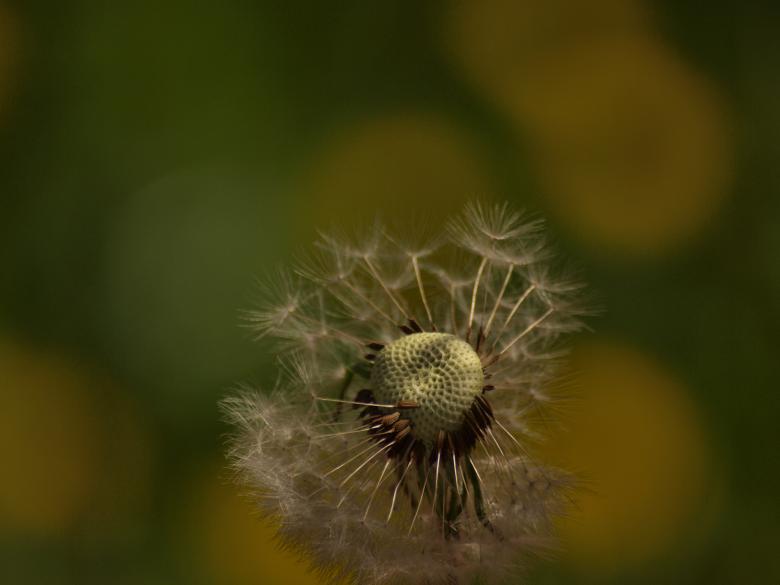 Free stock image of Dandellion created by Marko Mäkinen