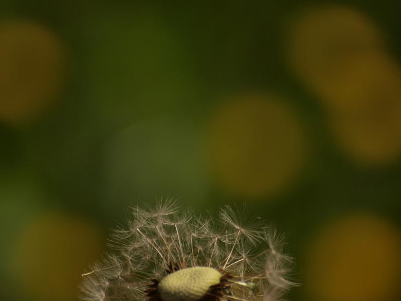 Free stock image of Dandellion created by Marko Mäkinen
