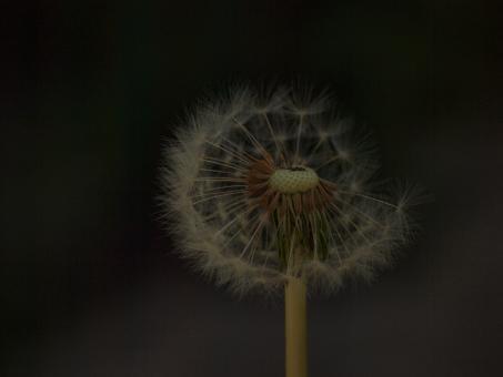 Free Stock Photo of Dandellion