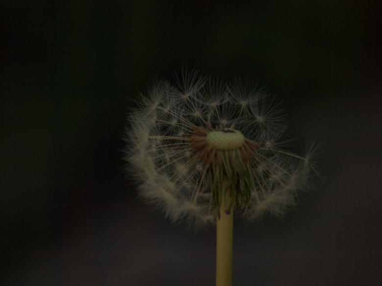 Free stock image of Dandellion created by Marko Mäkinen