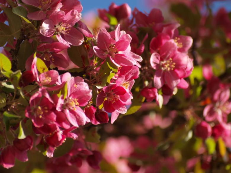 Free stock image of Cherry tree flowers created by Marko Mäkinen