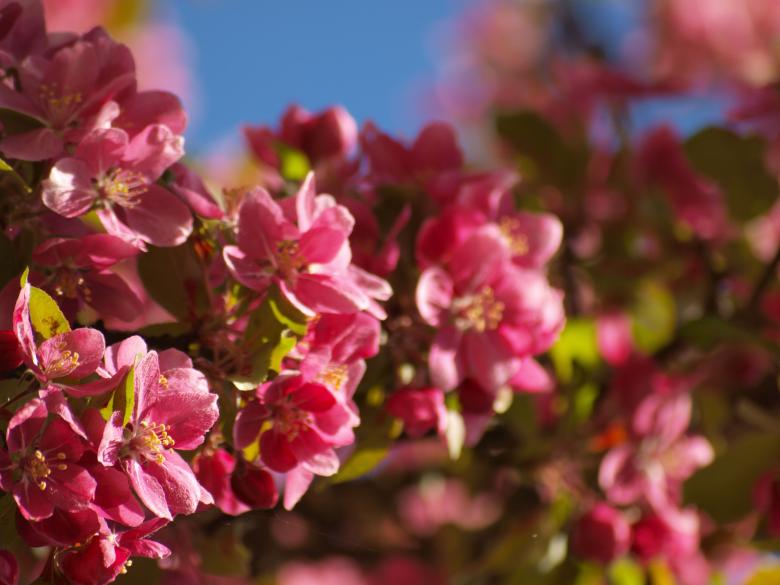 Free stock image of Cherry tree flowers created by Marko Mäkinen