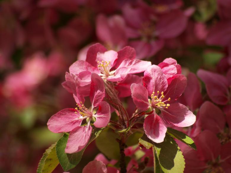 Free stock image of Cherry tree flowers created by Marko Mäkinen