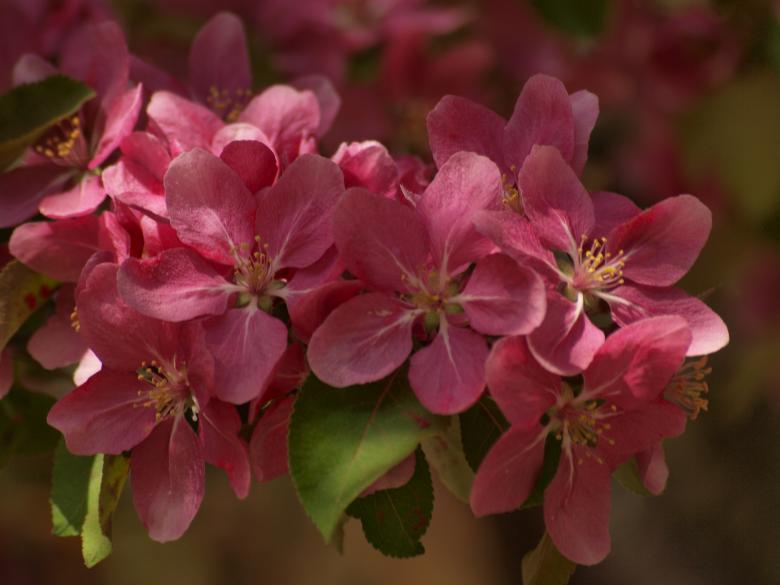 Free stock image of Cherry tree flowers created by Marko Mäkinen