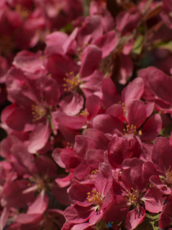 Free stock image of Cherry tree flowers created by Marko Mäkinen