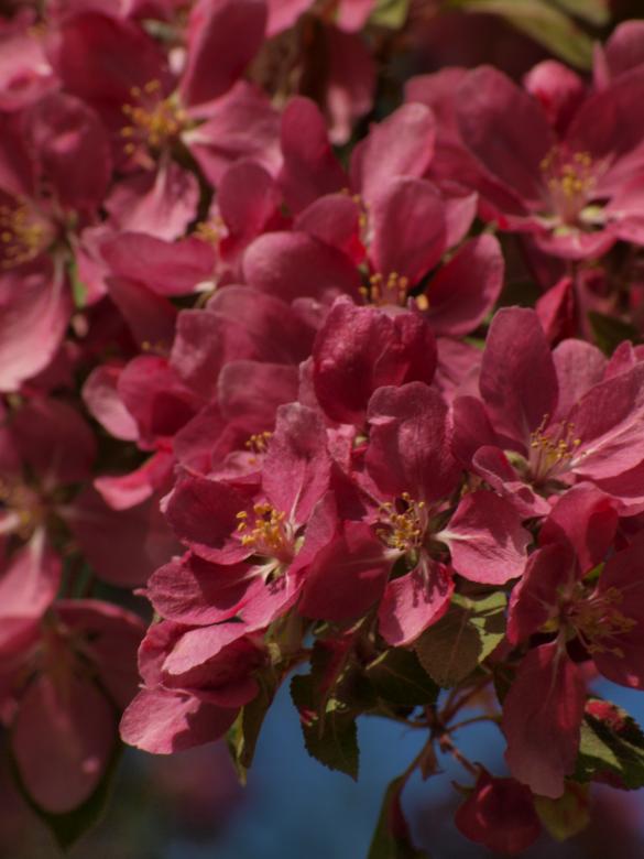 Free stock image of Cherry tree flowers created by Marko Mäkinen