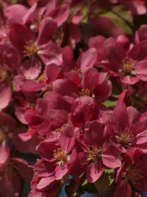 Free stock image of Cherry tree flowers created by Marko Mäkinen