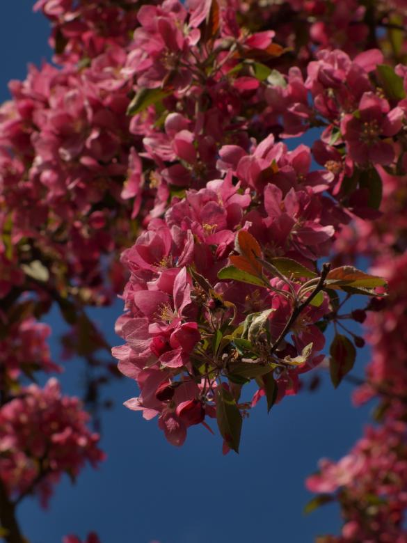 Free stock image of Cherry tree flowers created by Marko Mäkinen