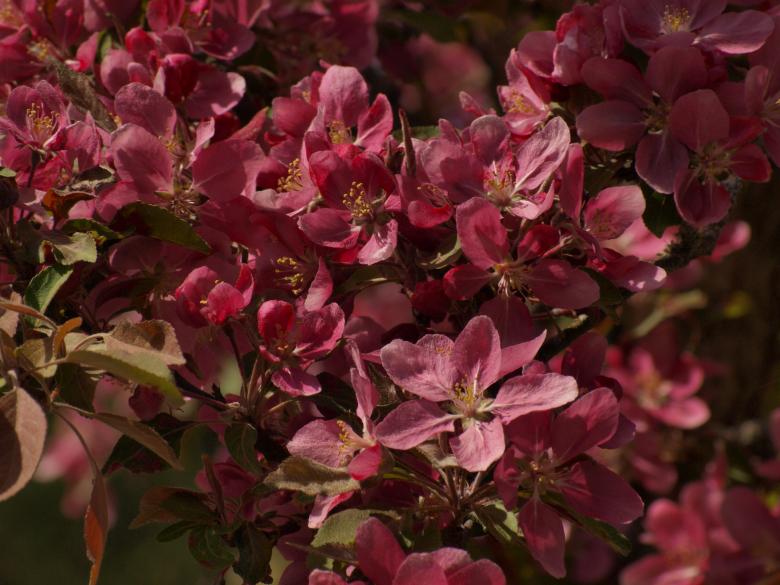 Free stock image of Cherry tree flowers created by Marko Mäkinen