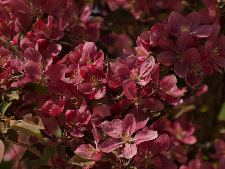 Free stock image of Cherry tree flowers created by Marko Mäkinen