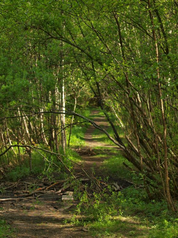 Free stock image of Forest created by Marko Mäkinen