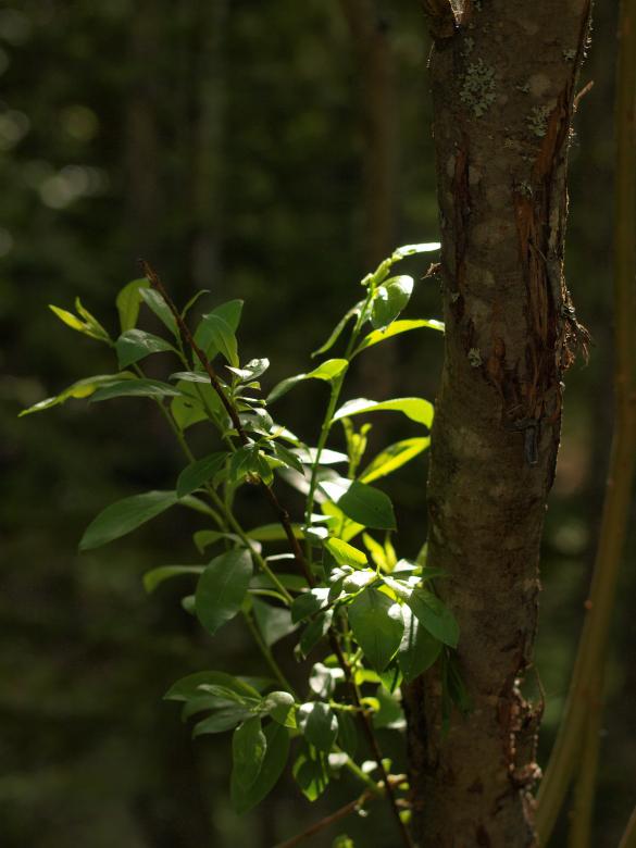 Free stock image of Forest created by Marko Mäkinen
