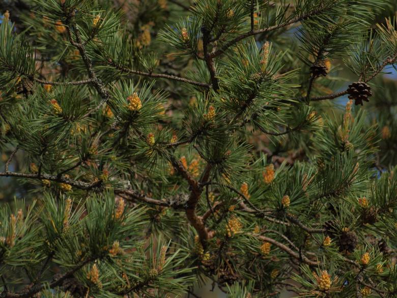 Free stock image of Forest created by Marko Mäkinen