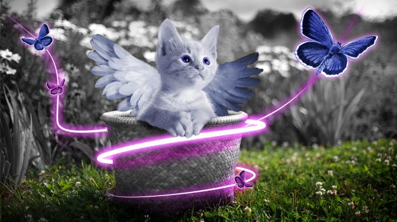Free stock image of White Cat in the Bucket created by Pixabay