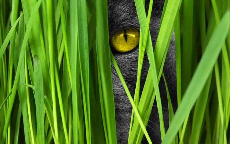 Free stock image of Cat Eye created by Pixabay