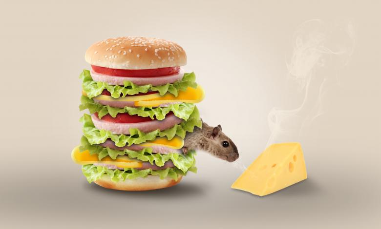 Free stock image of Mouse in Cheese Burger created by Pixabay