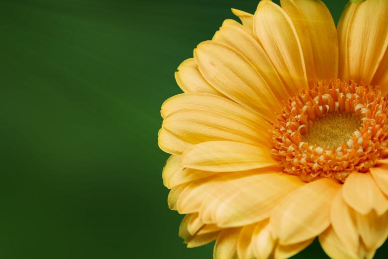 Free stock image of Gerbera in the Garden created by Pixabay