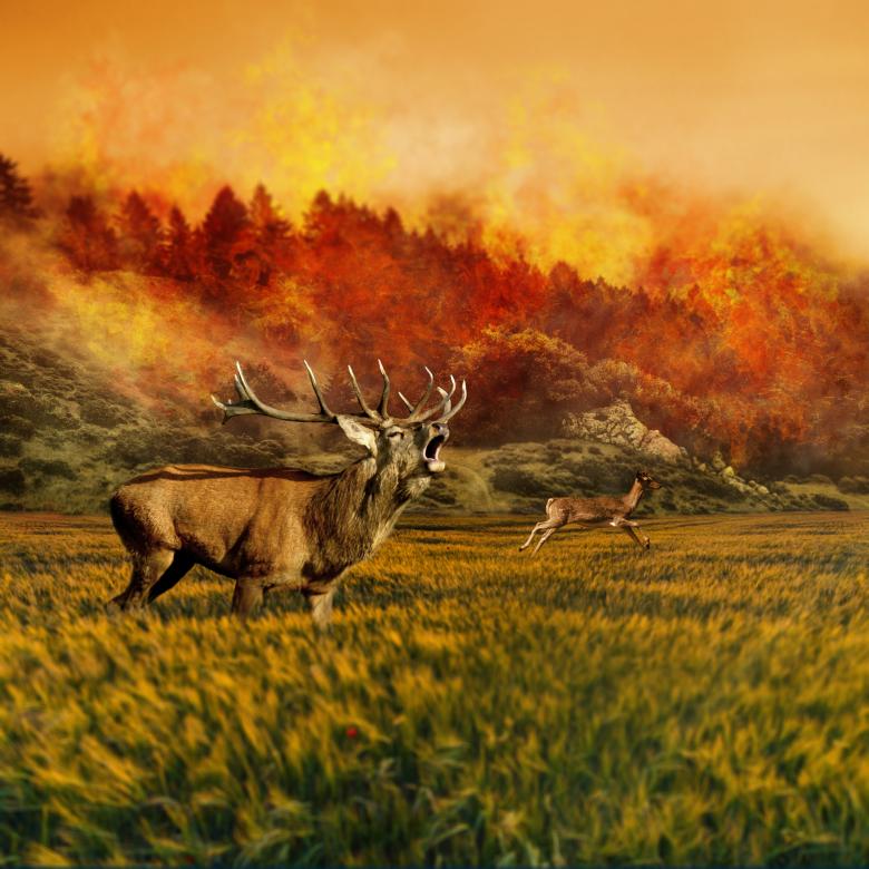 Free stock image of Jungle on Fire created by Pixabay