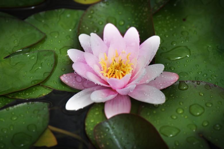 Free stock image of Water Rose created by Pixabay