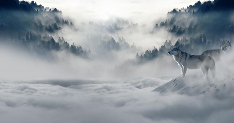 Free stock image of Wolves in Winter created by Pixabay
