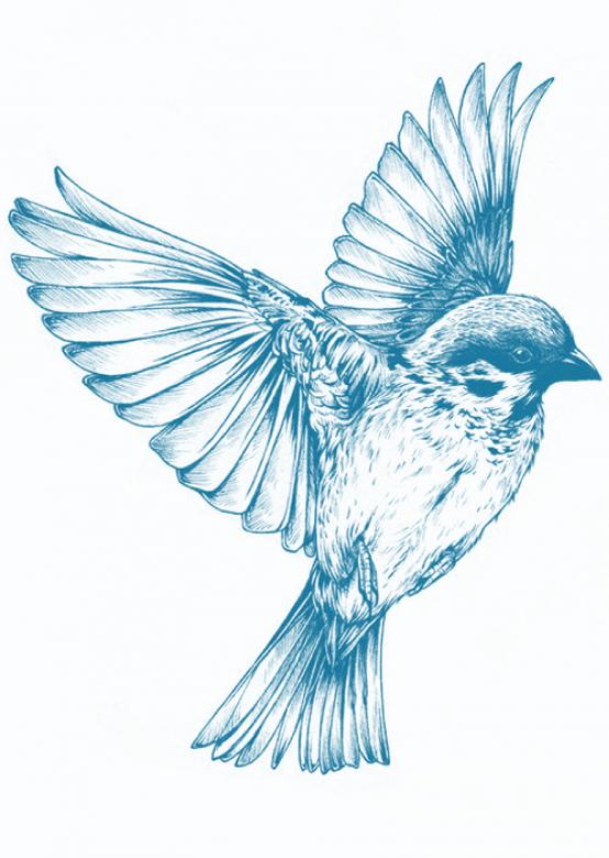 Free stock image of Blue Bird created by Pixabay