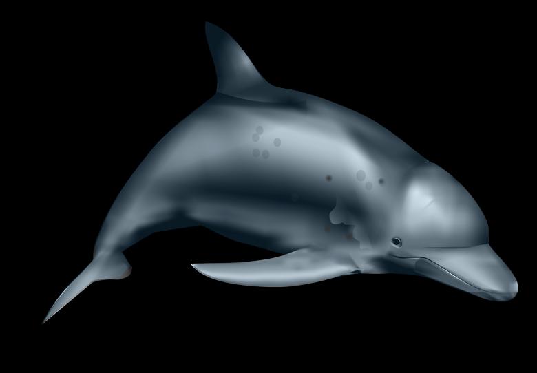Free stock image of Dolphin created by Pixabay