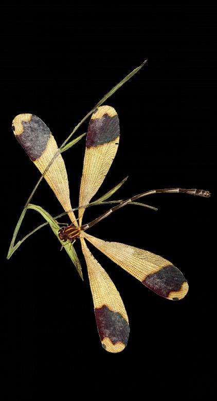 Free stock image of Dragonfly created by Pixabay