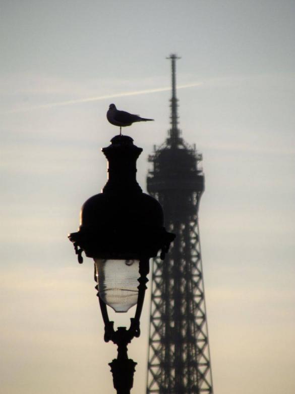 Free stock image of Bird on the Lantern created by Duncan Davies