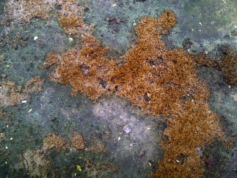 Free stock image of Struggling Moss Texture created by M Naufal Hasani