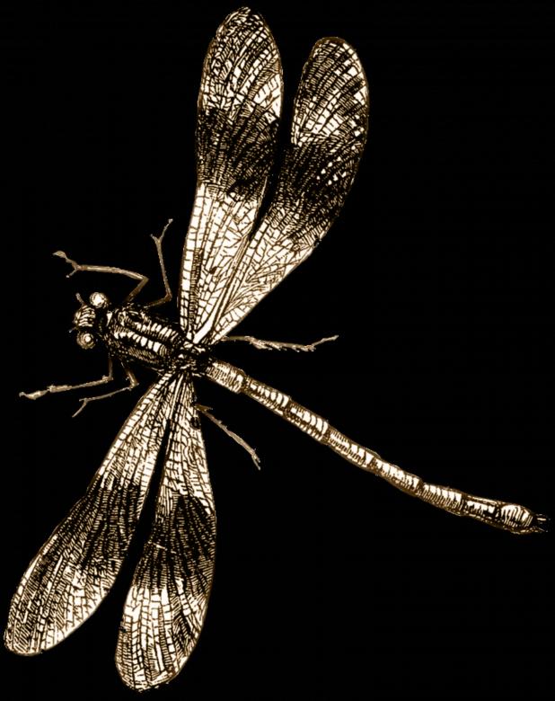 Free stock image of Dragon Fly created by Pixabay