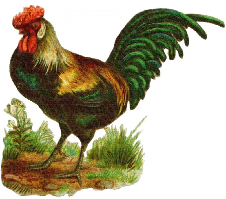 Free stock image of Green Rooster created by Pixabay