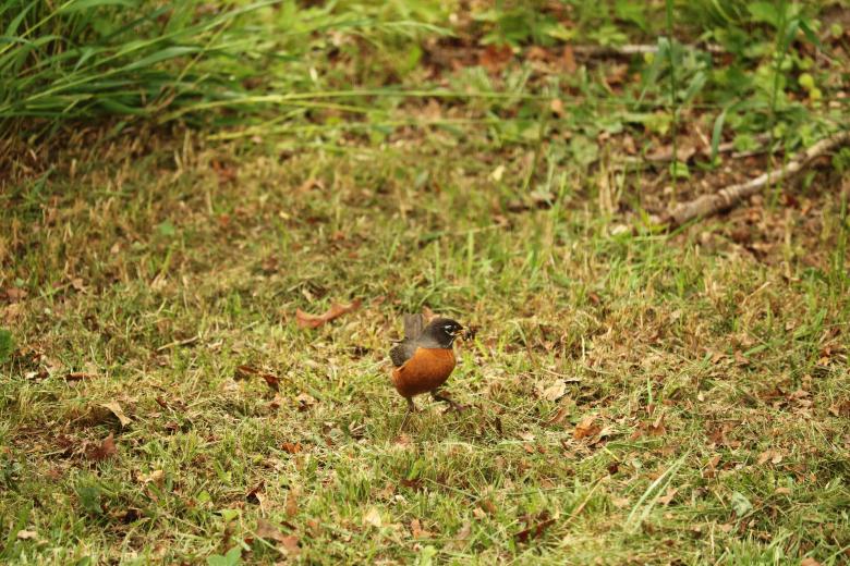 Free stock image of Mother Robin created by Vincent alvino