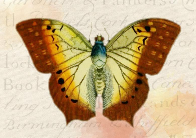 Free stock image of Butterfly Sketch created by Pixabay