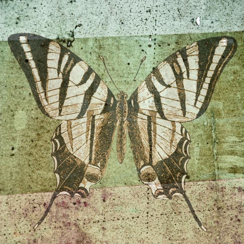 Free stock image of Wild Butterfly created by Pixabay
