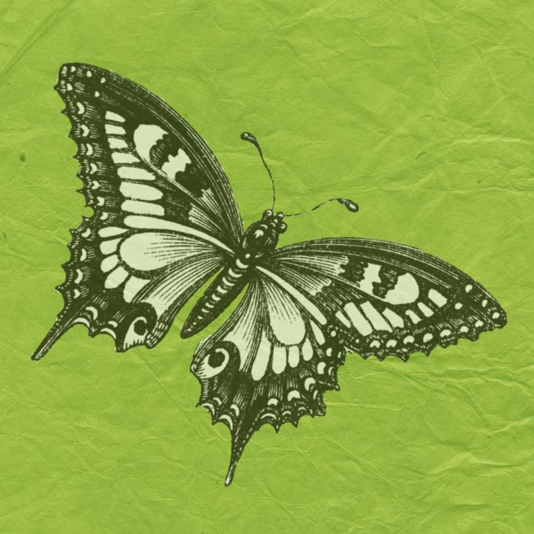 Free stock image of Butterfly with green Background created by Pixabay