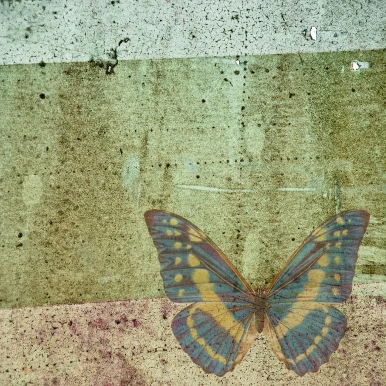 Free stock image of Butterfly Sketch created by Pixabay