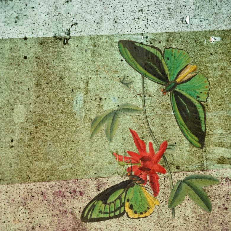 Free stock image of Green Butterflies created by Pixabay
