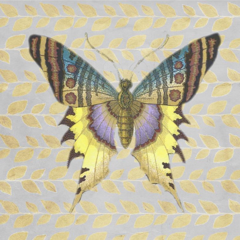 Free stock image of Wild Butterfly created by Pixabay