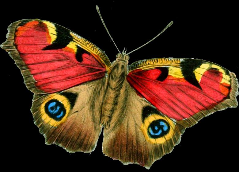 Free stock image of Butterfly created by Pixabay